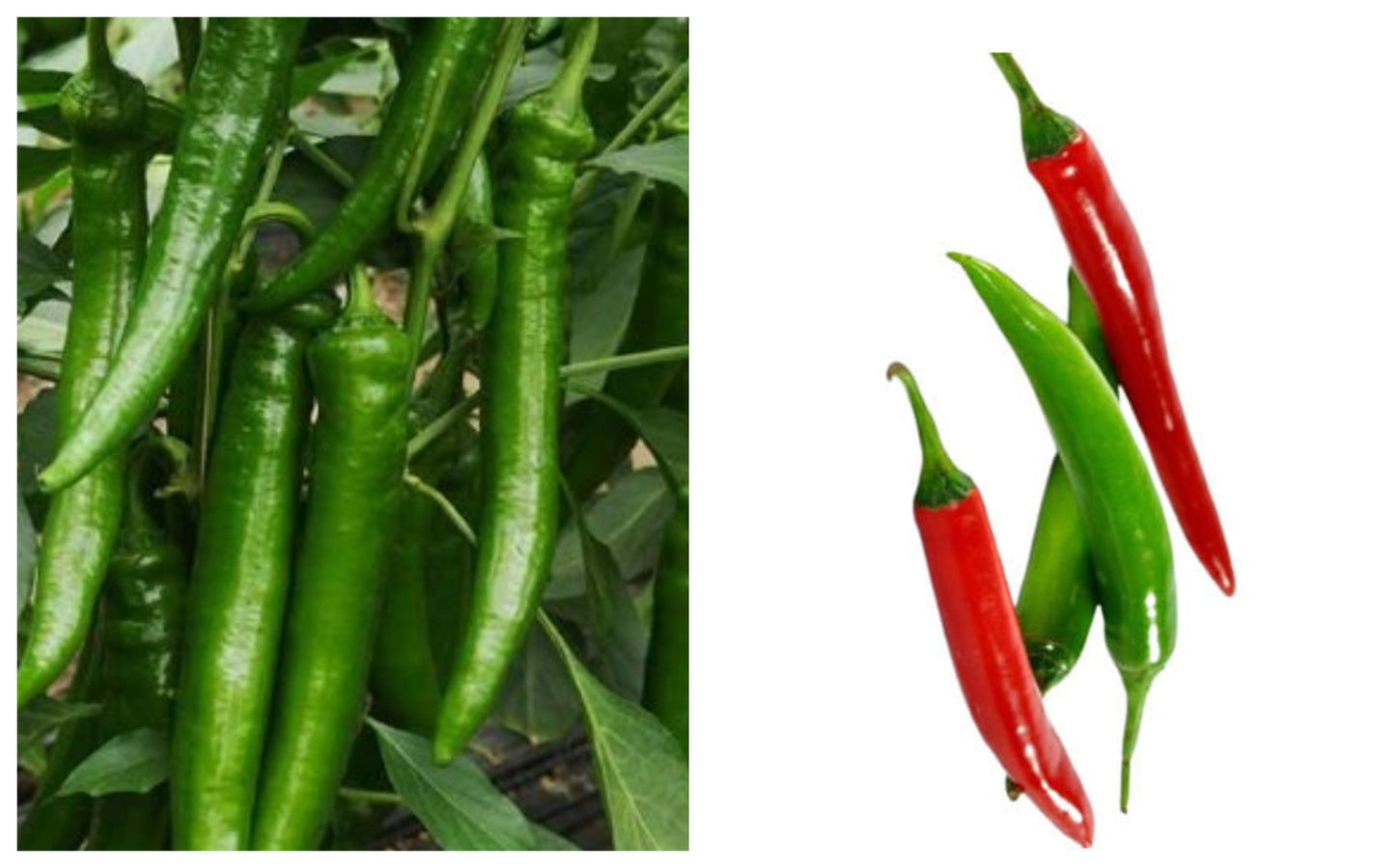 🌶️ Ardei iute